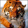 ykevuw's Avatar
